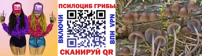 Галлюциногенные грибы Magic Shrooms маркетплейс как зайти Новоаннинский